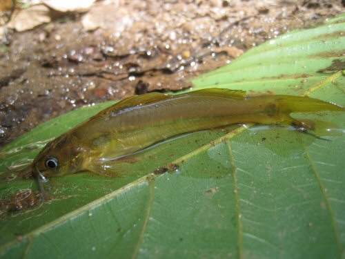 Mystus montanus = Mlappara, Kerala, India