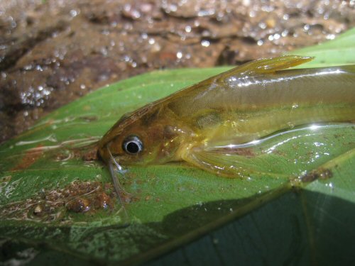 Mystus montanus = Head view-Mlappara, Kerala, India