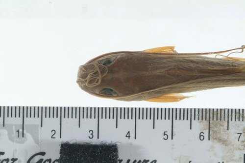 Mystus nigriceps = dorsal view