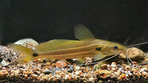 Mystus rufescens