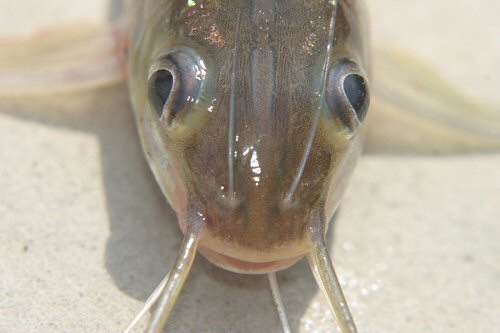 Mystus singaringan = close up of head