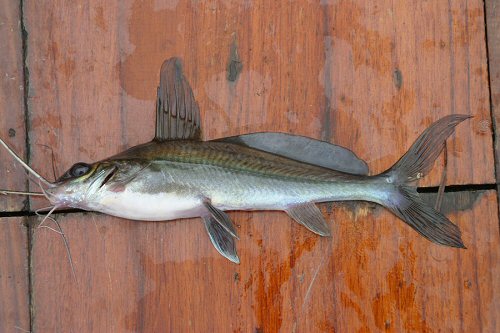 Mystus singaringan + Caught at the Srinakarin Reservoir, Kanchanaburi, Thailand