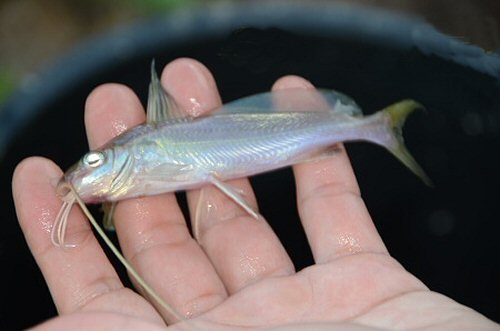 Mystus singaringan = From Palangkaraya, Central Borneo