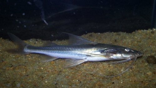 Nangra assamensis