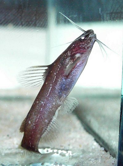 Nanobagrus stellatus