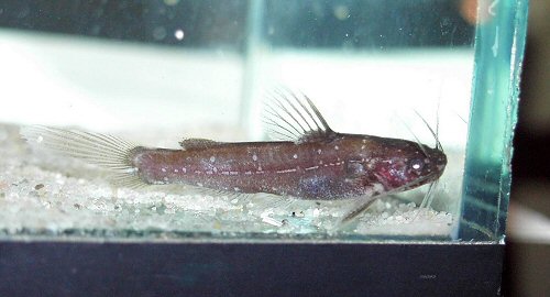 Nanobagrus stellatus