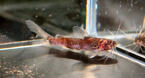 Nanobagrus stellatus