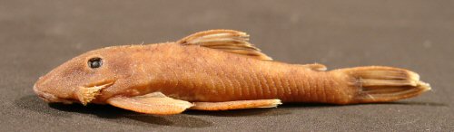 Neblinichthys pilosus = Paratype-lateral view-Venezuela, Departamento Rio Negro; Rio Mawarinuma 1 km upstream of Neblina base camp in rif