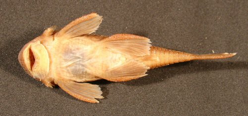 Neblinichthys pilosus = Paratype-ventral view-Venezuela, Departamento Rio Negro; Rio Mawarinuma 1 km upstream of Neblina base camp in rif