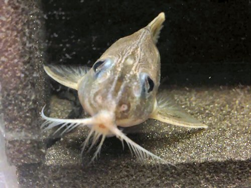 Tenellus cristinae = head view