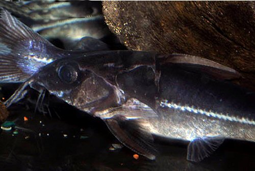 Nemadoras elongatus = head view