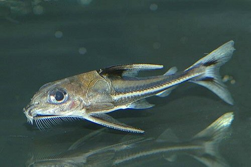 Nemadoras leporhinus