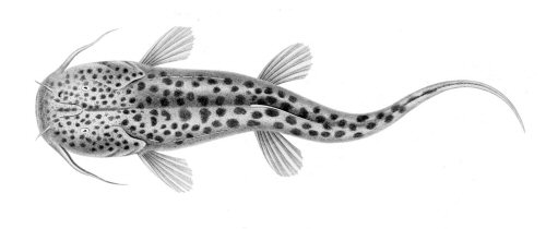 Nematogenys inermis = dorsal view-line drawing