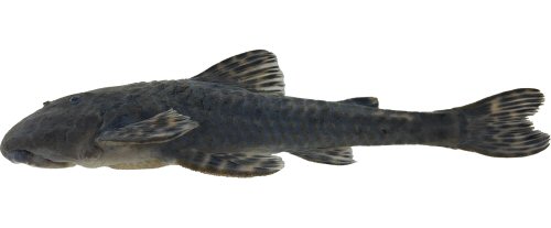 Neoplecostomus altimontanus = Holotype-Lateral view-Itamonte, Rio Capivari, Rio Sapucaí drainage, Rio Grande sub-basin, upper Rio Paraná basin