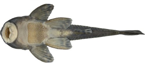 Neoplecostomus altimontanus = Holotype-Ventral view-Itamonte, Rio Capivari, Rio Sapucaí drainage, Rio Grande sub-basin, upper Rio Paraná basin