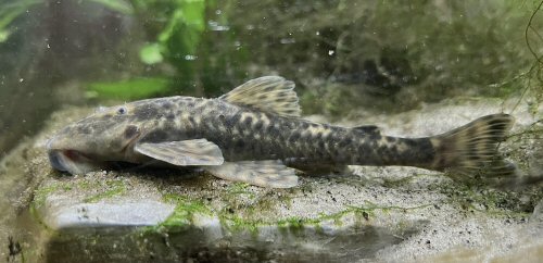 Neoplecostomus altimontanus = Live specimen