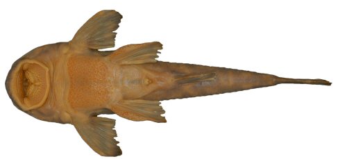 Neoplecostomus sapucai = Holotype-Ventral view-Delfim Moreira, unnamed stream on highway AMG-1915, Rio Sapucaí drainage, Rio Grande sub-basin, upper Rio Paraná basin