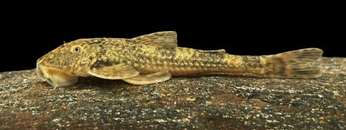 Neoplecostomus sapucai = Live specimen