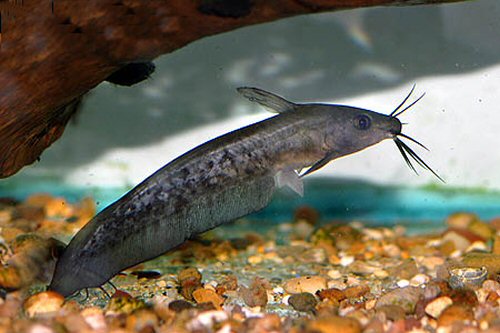 Neosilurus ater