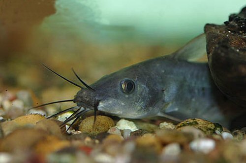 Neosilurus ater  = head view