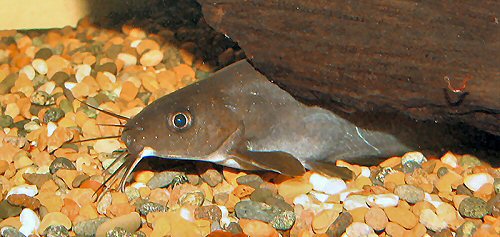 Neosilurus hyrtlii  = head view