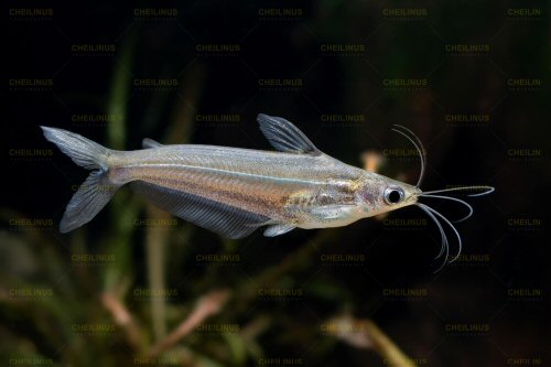 Pachypterus atherinoides