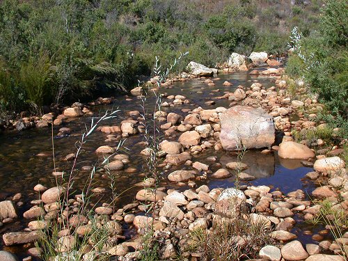 Type Locality for Austroglanis barnardi. Olifants system, Western Cape.