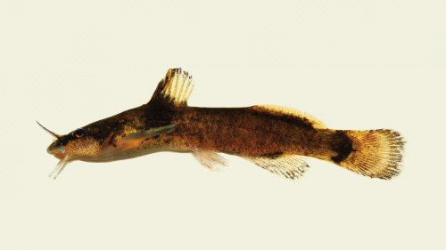 Noturus eleutherus