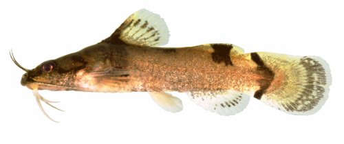 Noturus flavipinnis