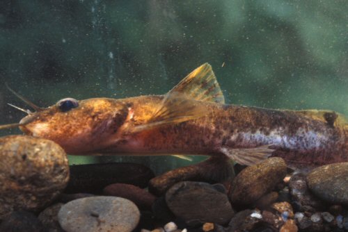 Noturus flavipinnis = head view