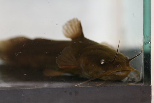 Noturus gyrinus  = Head view