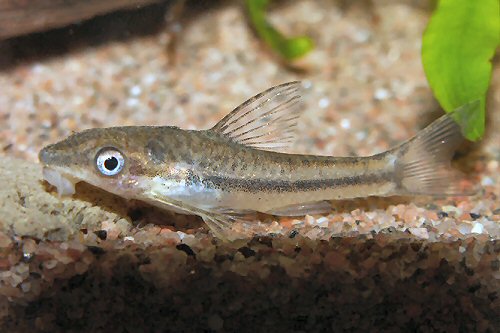 Otocinclus affinis