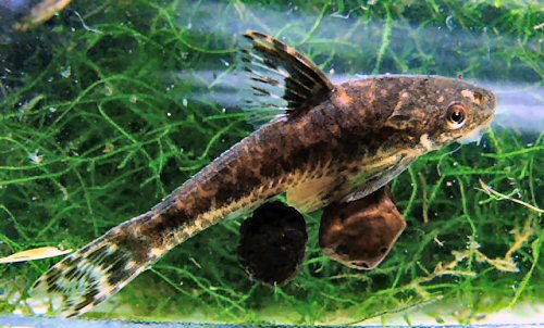 Otocinclus flexilis 