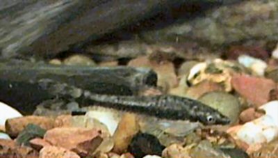 Otocinclus vittatus