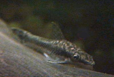 Otocinclus vittatus