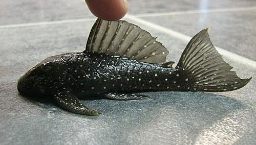 Spectracanthicus punctatissimus - showing dorsal fin