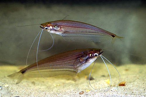 Ompok eugeneiatus = Pair-female below