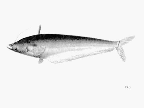 Ompok hypophthalmus