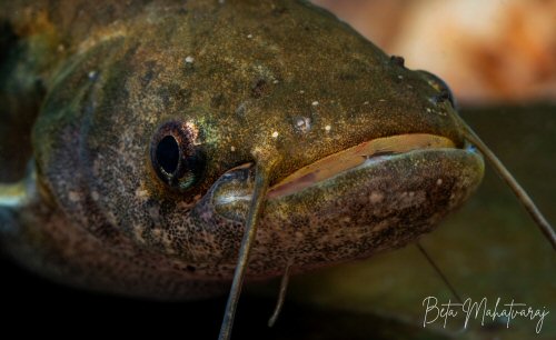 Ompok pabda = head view