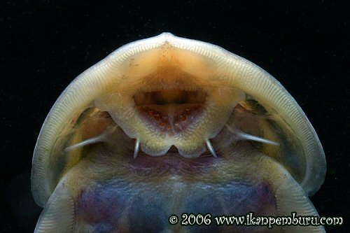 Oreoglanis macroptera = showing mouth