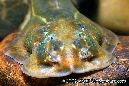 Oreoglanis macropterus  =  head view