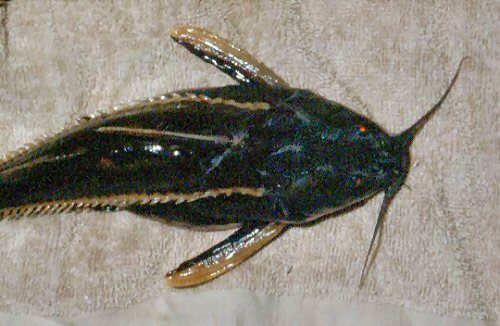 Orinocodoras eigenmanni  = dorsal view