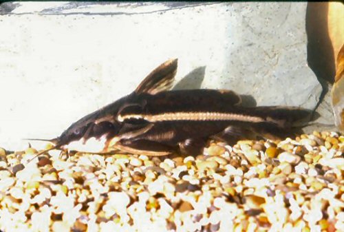 Orinocodoras eigenmanni 