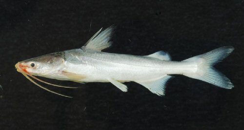 Osteogeneiosus militaris - Vietnam