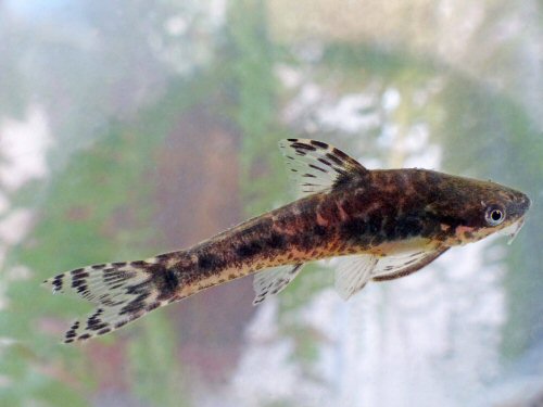 Otocinclus arnoldi