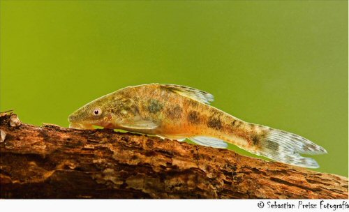 Otocinclus arnoldi = Villa Elisa-La Plata Province, Buenos Aires, Argentina