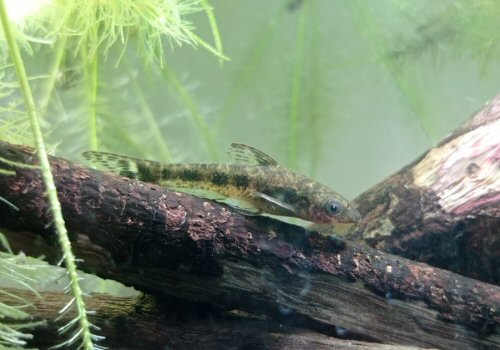 Otocinclus arnoldi