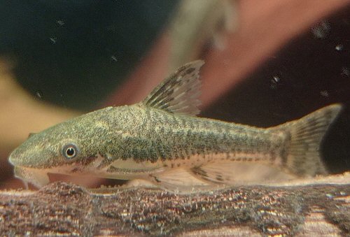 Otocinclus arnoldi