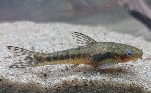 Otocinclus arnoldi