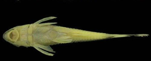 Otocinclus batmani = Ventral View-Colombia, Amazonas, small stream tributary of Río Puré, Río Japurá drainage, upper Río Amazonas basin, 02º07'05"S 69º37'50"W 